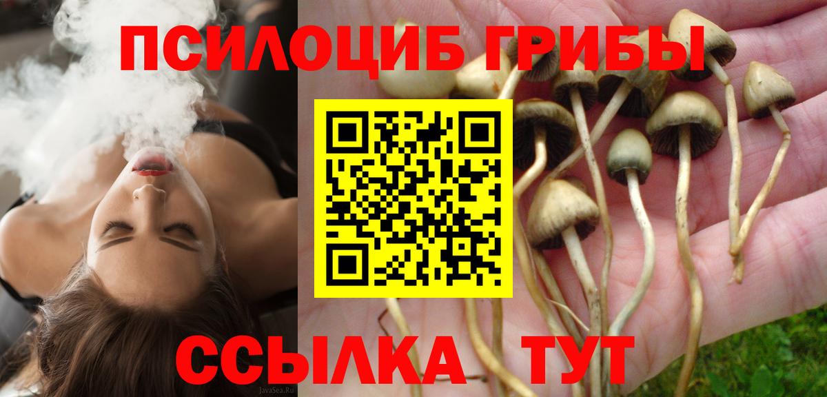 Сунжа  Галлюциногенные грибы Cubensis  Вход с VPN 